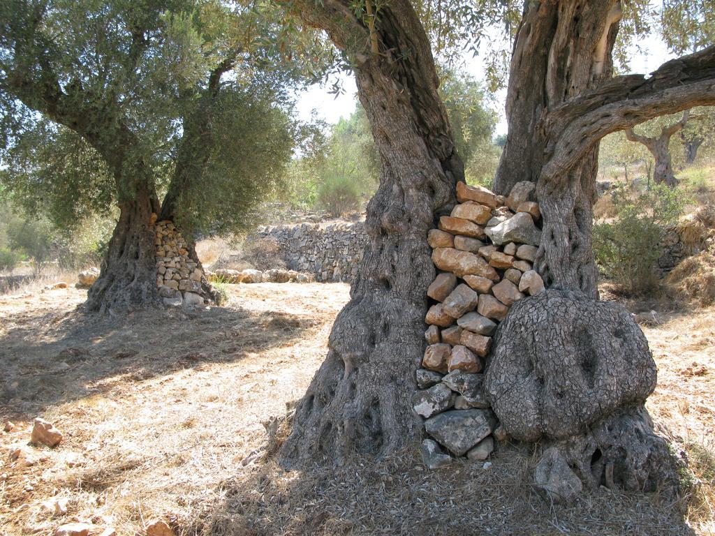 The Nest - A Romantic Vacation Home In Ein Kerem - القدس المظهر الخارجي الصورة